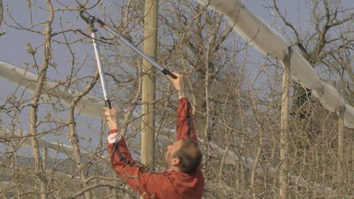 Bahco P280-SL-80 Takkenschaar - Professioneel - 800mm thumbnail 2