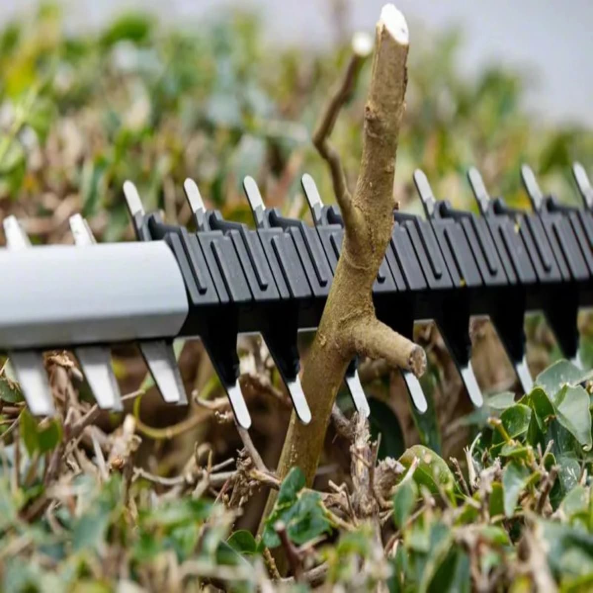 Bosch GHE 18V-60 18V Li-ion Accu Heggenschaar Body - 60 Cm thumbnail 4