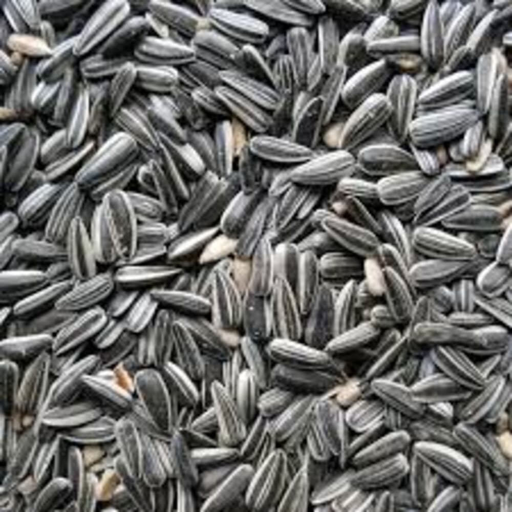 Gestreepte Zonnepitten 15 kg