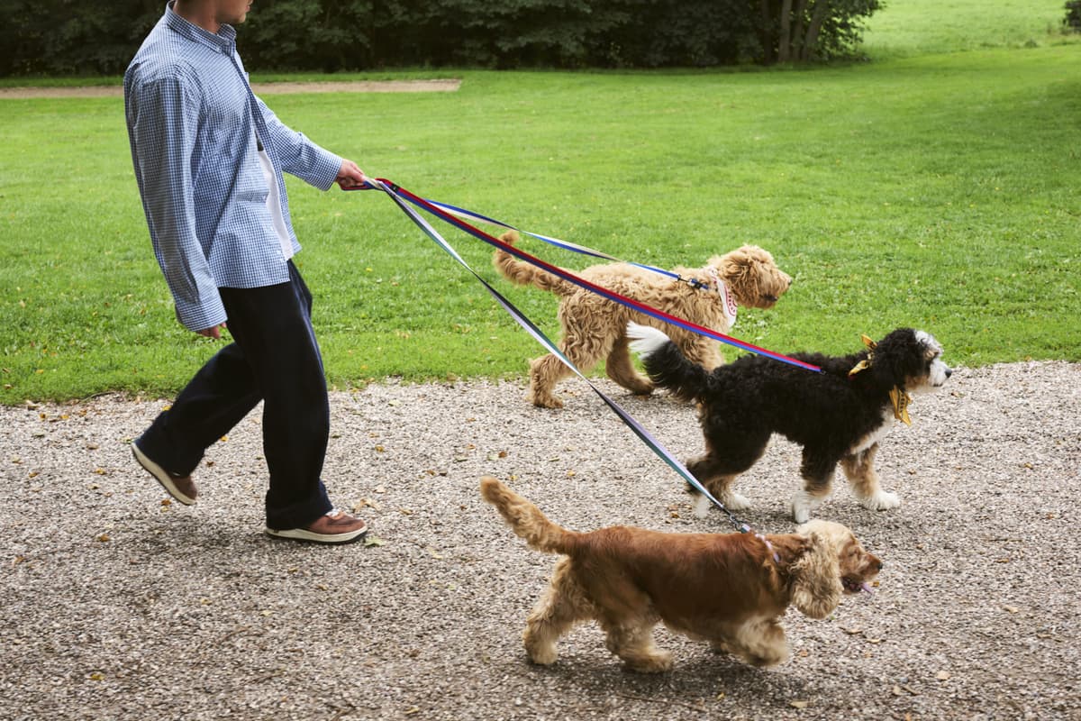 Hay Dogs Halsband S/M Black/White thumbnail 3