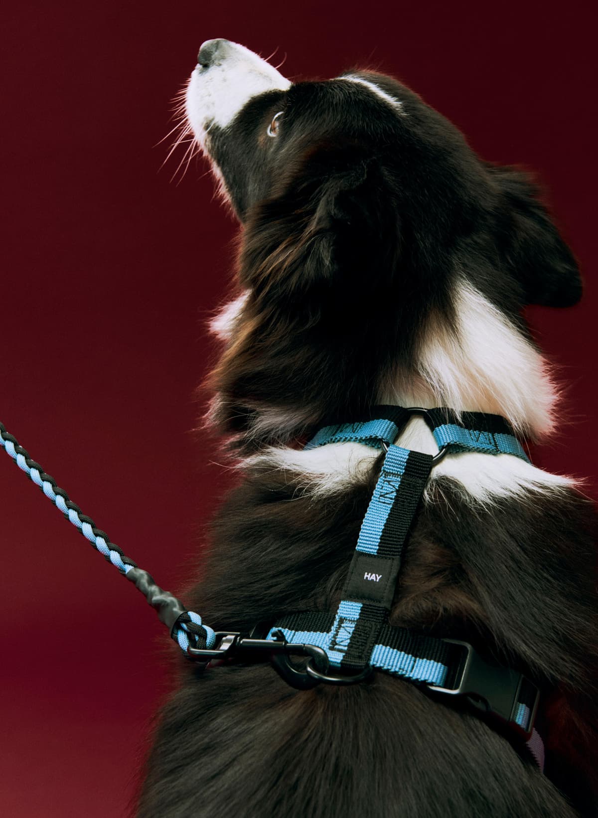 Hay Dogs Hondenharnas M Blue/Black thumbnail 2