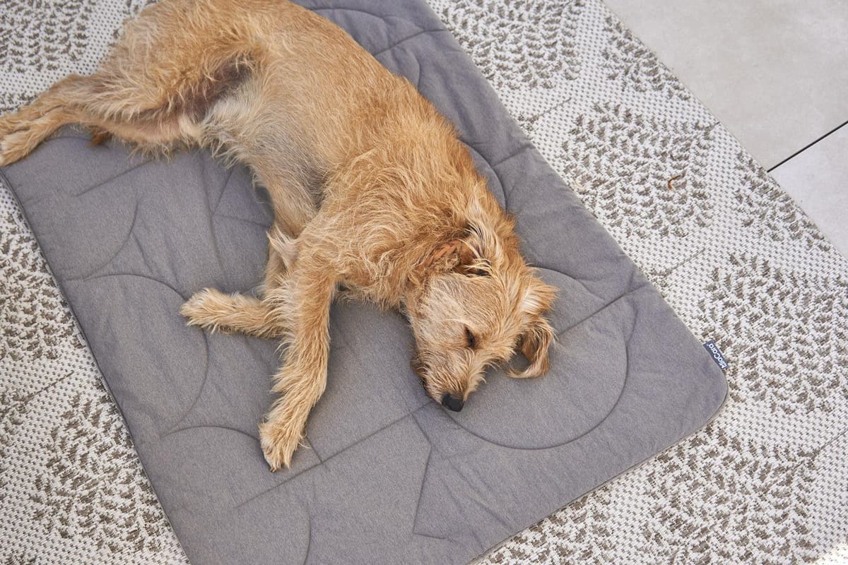 MiaCara Linea Hondenplaid Medium Anthracite thumbnail 4