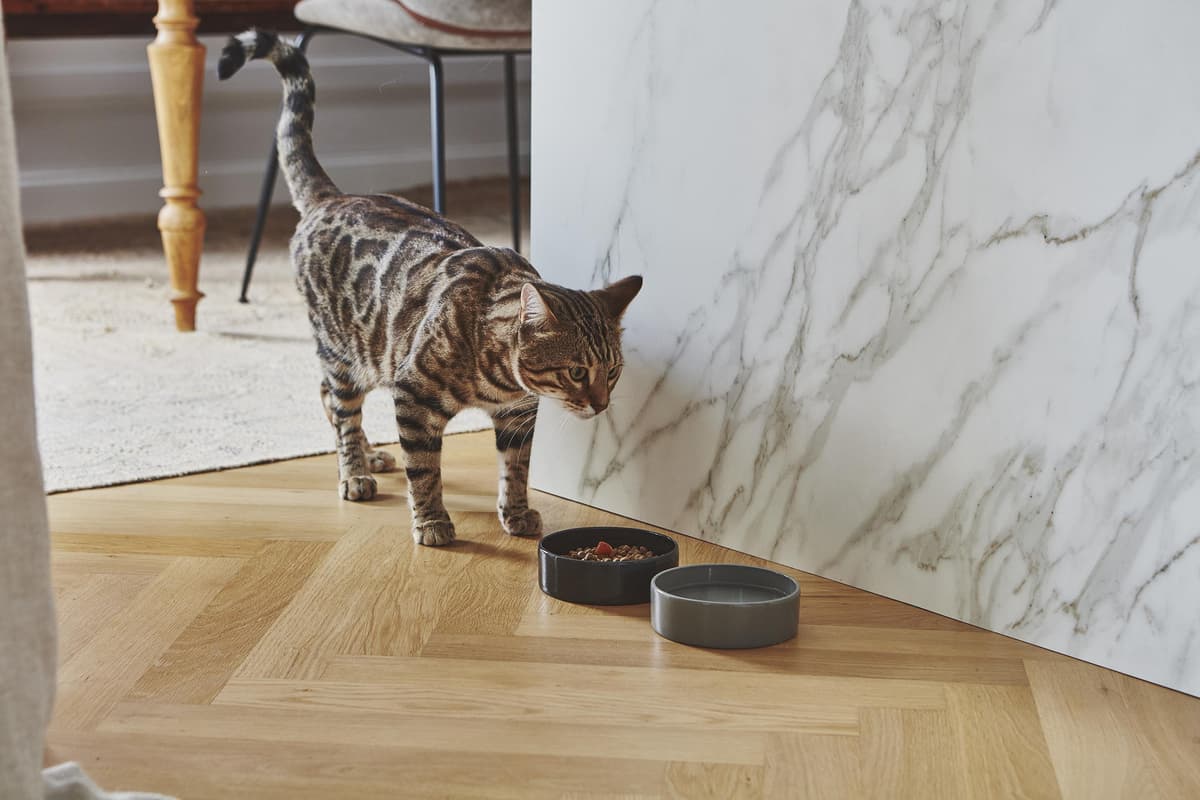 MiaCara Scodella Kattenvoerbak Greige thumbnail 3