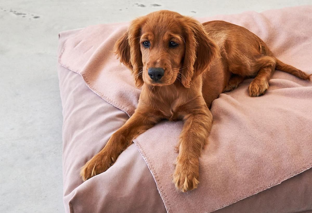 MiaCara Unica Hondenplaid Medium Sage thumbnail 2